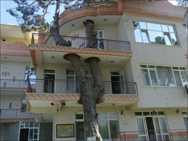 apartment complex built around a tree to preserve nature