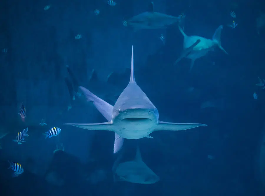 Shark Tank Pitch Stats
