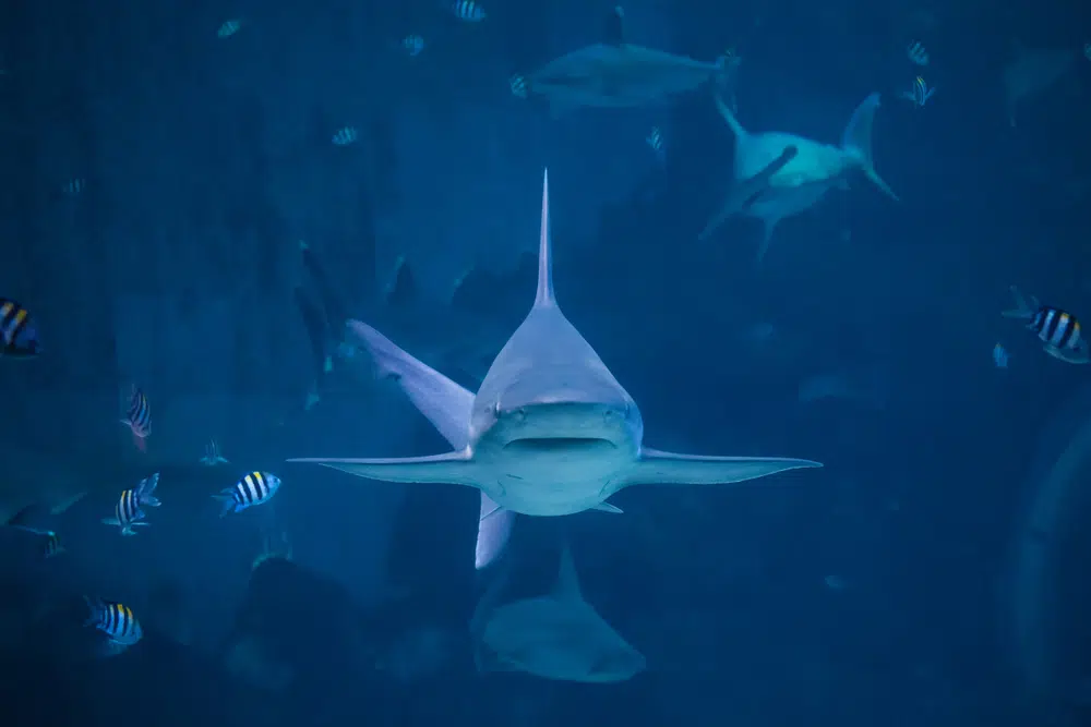 So You Want to Pitch a Shark